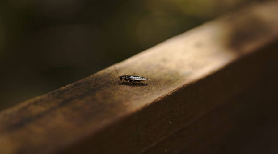 Why choose Pennsville Termite Inspection Services for Termite Inspection in Pennsville